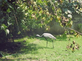 This strange bird is walking around Zahir's walled garden with a few chickens. When I asked him if it was a pet he said no, they keep them for the same reason as the chickens, to eat. 