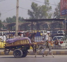 Little boy driving little donkey.