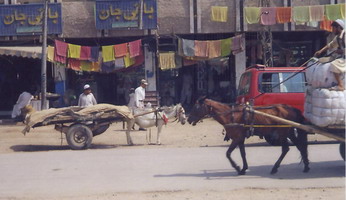 Skinny horse, midget donkey on one of Peshawar's streets.