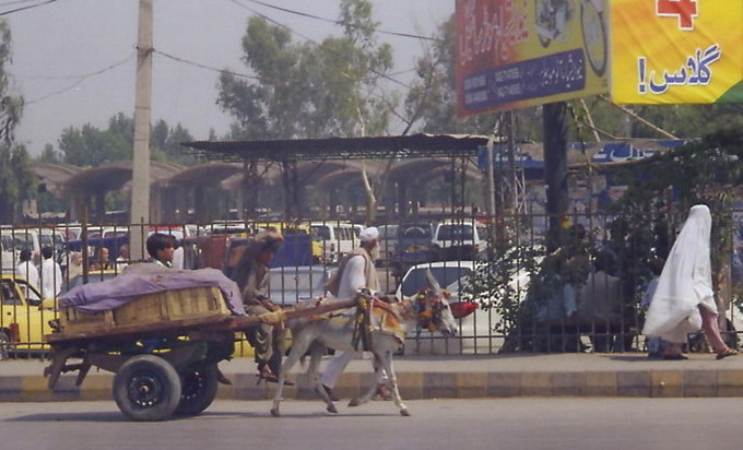 Little boy driving little donkey.