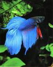 Siamese fighting fish