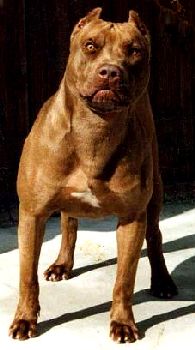 Pit Bull (Staffordshire Bull Terrier)