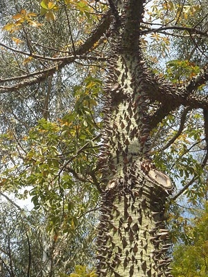 Guad tree