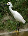 Egret