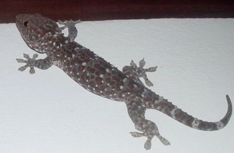 Big gecko