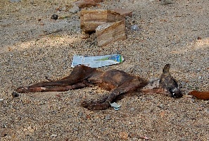 among the milling tourists at Chittorgarh was this putrefying corpse of a dog 37