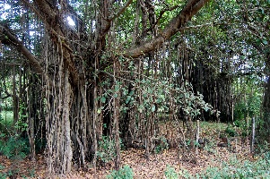 beautiful old Banyan trees 194
