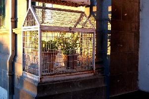 in Shimla the people keep their plants safe from the monkeys with wire cages 207