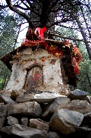 shrine in the midst of an old pine forest 208