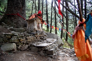 shrine in the midst of an old pine 210