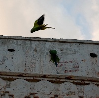wild parrots 172