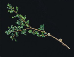 Two snails on an oak branch- Oils on panel 8 x 10 inches