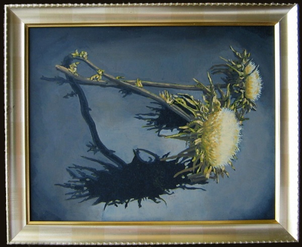 Dry thistle, oils on board 8 x 10 inches (20 x 26 cm) 