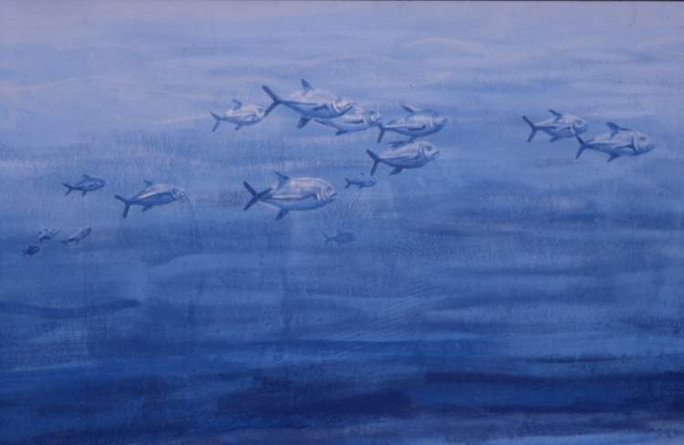 School of fish
