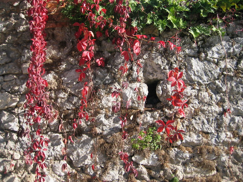 Stone wall, plants