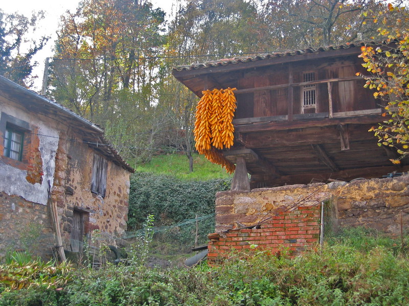 Drying corn